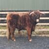 Buy 2-Year Registered Red Mini Highland Breeding Bull Now