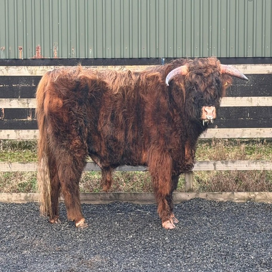 Buy 2-Year Registered Red Mini Highland Breeding Bull Now