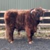 Buy 2-Year Registered Red Mini Highland Breeding Bull Online