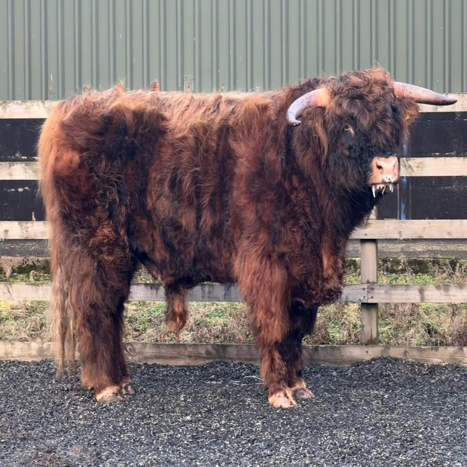 Buy 2-Year Registered Red Mini Highland Breeding Bull Online