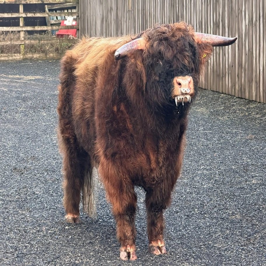 Buy 2-Year Registered Red Mini Highland Breeding Bull