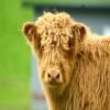 Buy 4-Month Registered Brown Mini Highland Bull Online