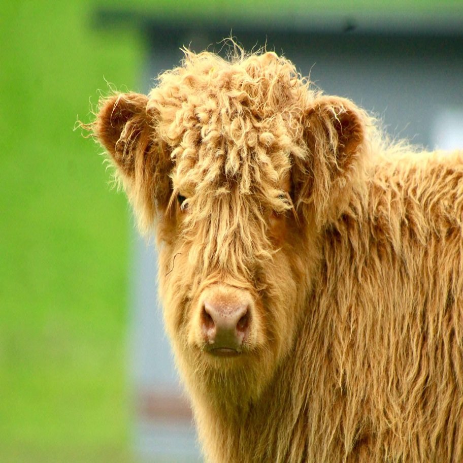 Buy 4-Month Registered Brown Mini Highland Bull Online
