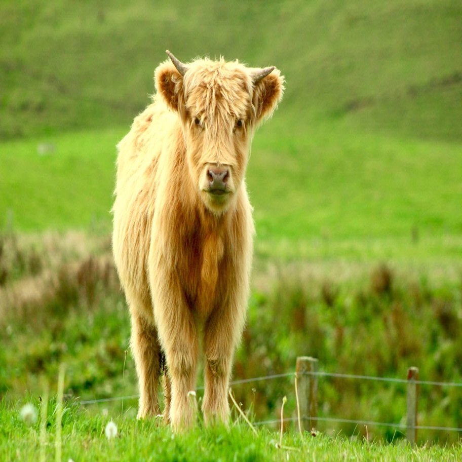 Buy 5 Month Registered Brown Mini Highland Heifer Online