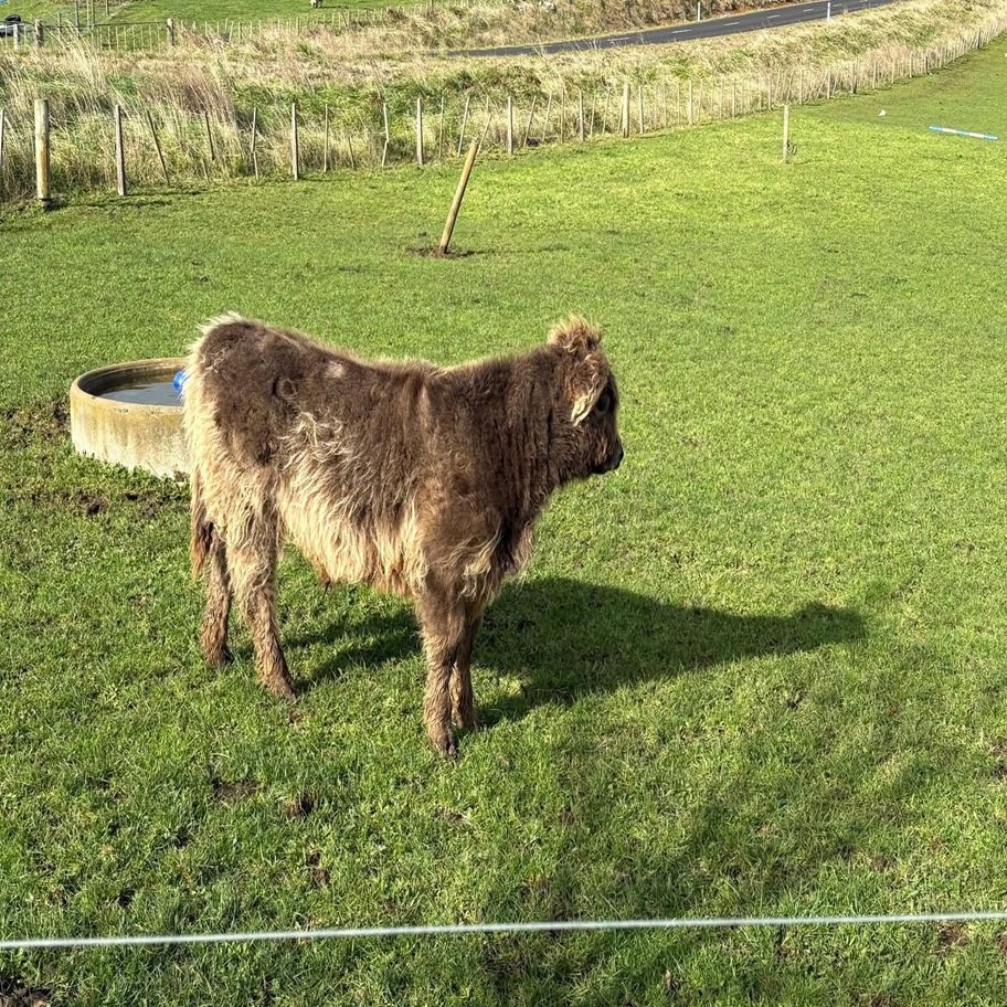 Buy 6-Month Registered Dun Mini Highland Bull Now