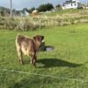 Buy 6-Month Registered Dun Mini Highland Bull Online