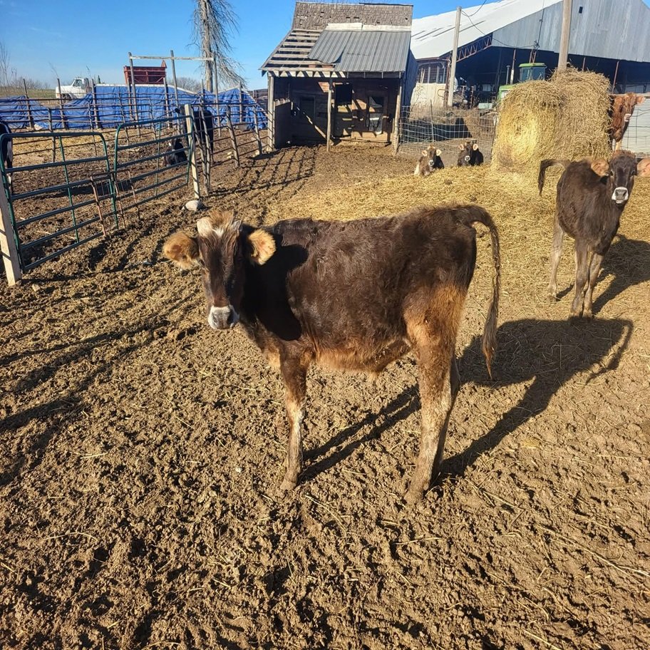 Buy 6-Month Registered Dun Mini Highland Jersey Bull Now