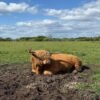 Buy 6-Month Registered Red Highpark Bull