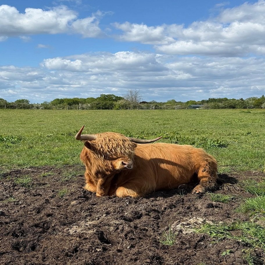 Buy 6-Month Registered Red Highpark Bull