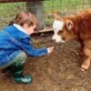 Buy Mini Highland Heifer Now