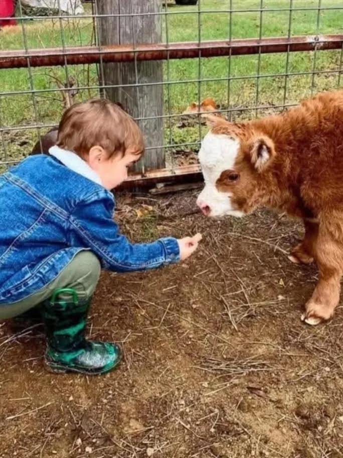 Buy Mini Highland Heifer Now