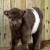 Buy Mini Highland Heifer Online