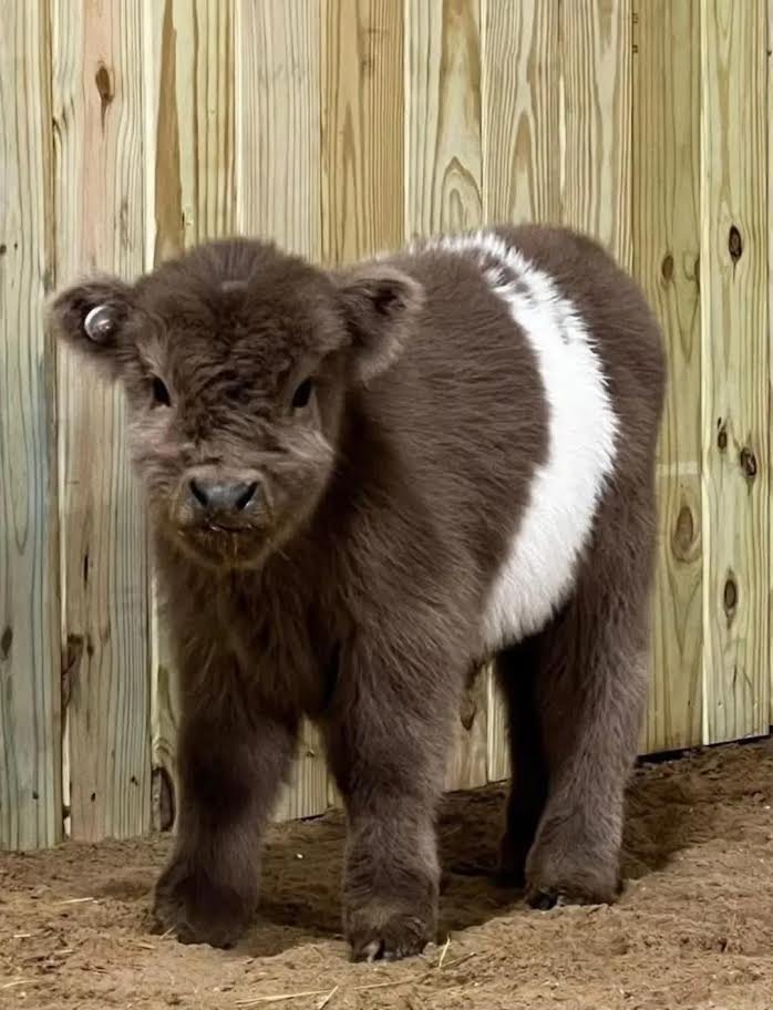 Buy Mini Highland Heifer Online