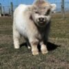 Buy Mini Highland Heifer Online
