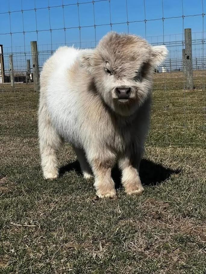 Buy Mini Highland Heifer Online