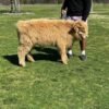 Buy Mini Highland bull Online