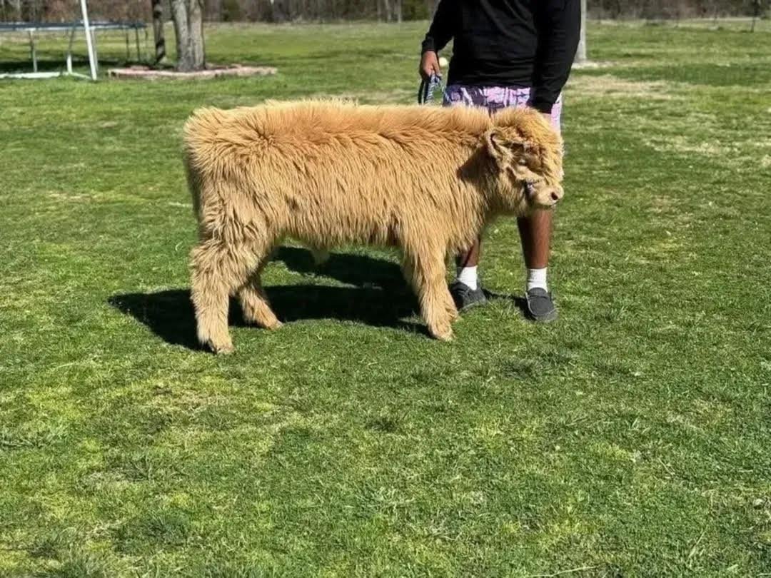 Buy Mini Highland bull Online
