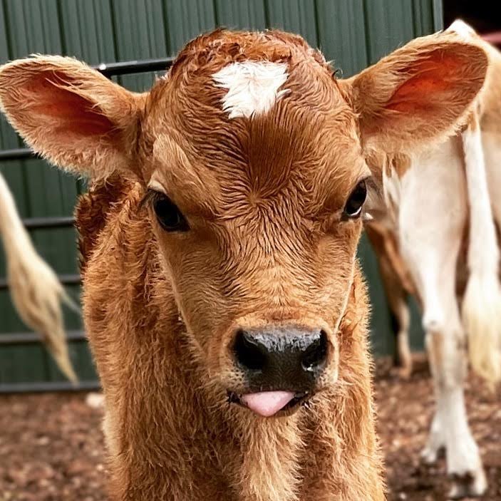 Buy Miniature Highland Jersey Bull Now Buy Miniature Highland Jersey Bull Now