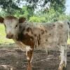 Buy Miniature Highpark Bull Now