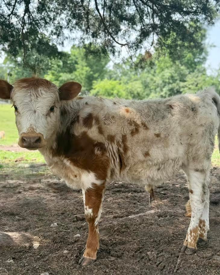 Buy Miniature Highpark Bull Now