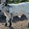 Buy Miniature Jersey Bull Now Buy Miniature Jersey Bull Now