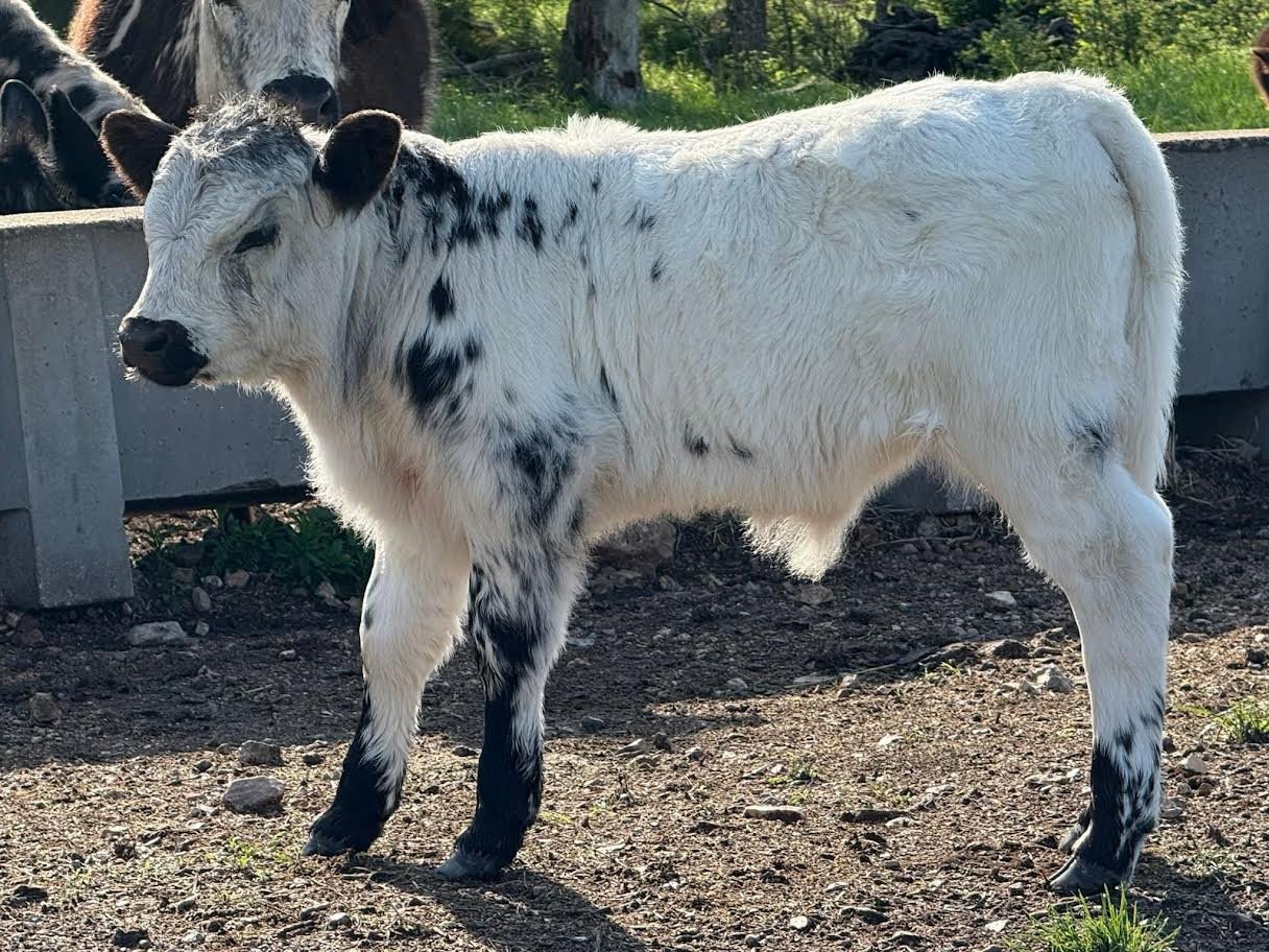 Buy Miniature Jersey Bull Now Buy Miniature Jersey Bull Now