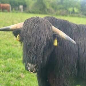 Highpark Bull for Sale