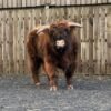 Highpark Breeding Bull for Sale