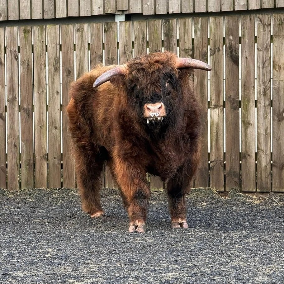 Highpark Breeding Bull for Sale