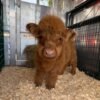 Mini Highland Bull for Sale