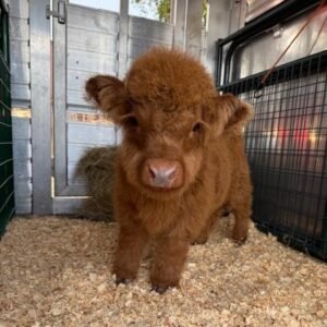 Mini Highland Bull for Sale