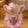 Mini Highland Bull for Sale