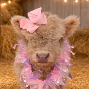 Mini Highland Bull for Sale