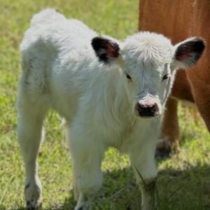 Mini Highland Bull for Sale