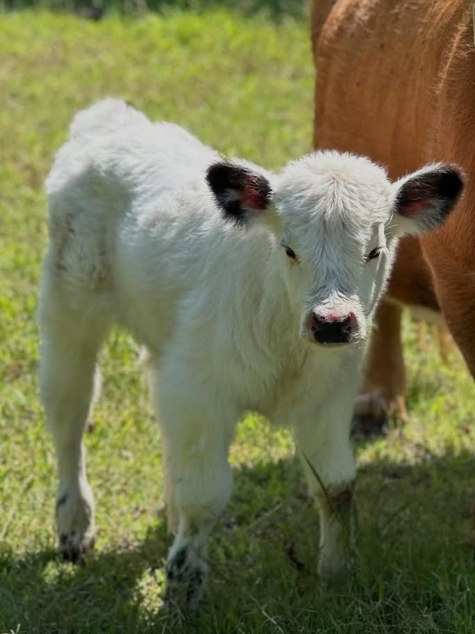Mini Highland Bull for Sale