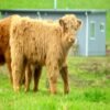 Mini Highpark Bull For Sale