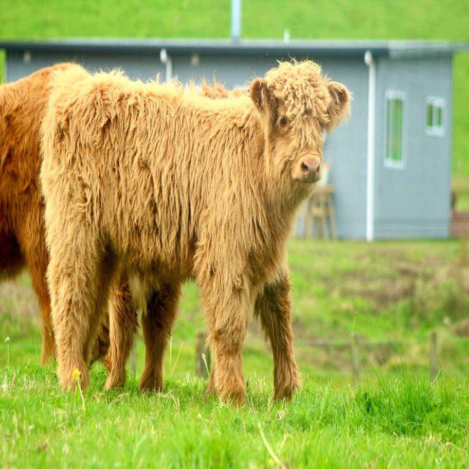 Mini Highpark Bull For Sale