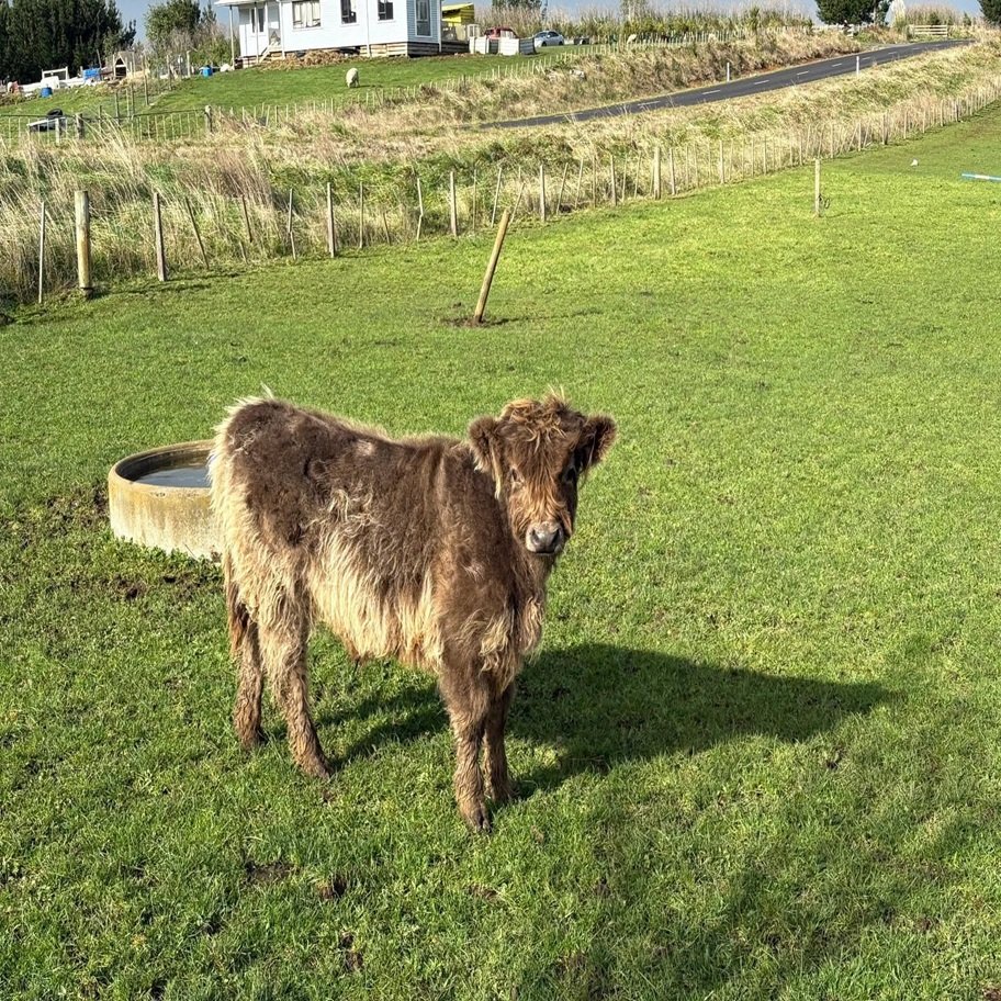 Mini Highpark Bull for Sale