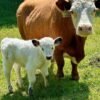 Mini Highland Bull for Sale Online