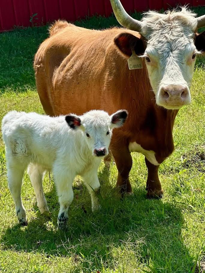 Mini Highland Bull for Sale Online
