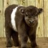 Mini Highland Heifer for Sale