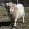 Mini Highland Heifer for Sale