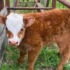 Mini Highland Heifer for Sale
