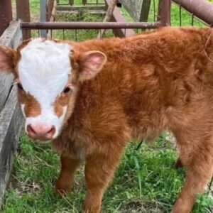 Mini Highland Heifer for Sale