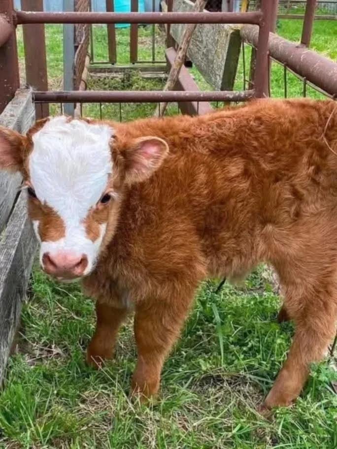 Mini Highland Heifer for Sale