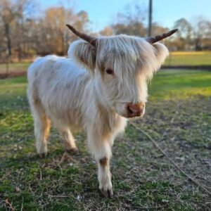 Highpark Heifer for Sale