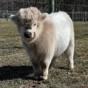 Mini Highland Heifer for Sale