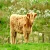 Mini Highpark Heifer for Sale