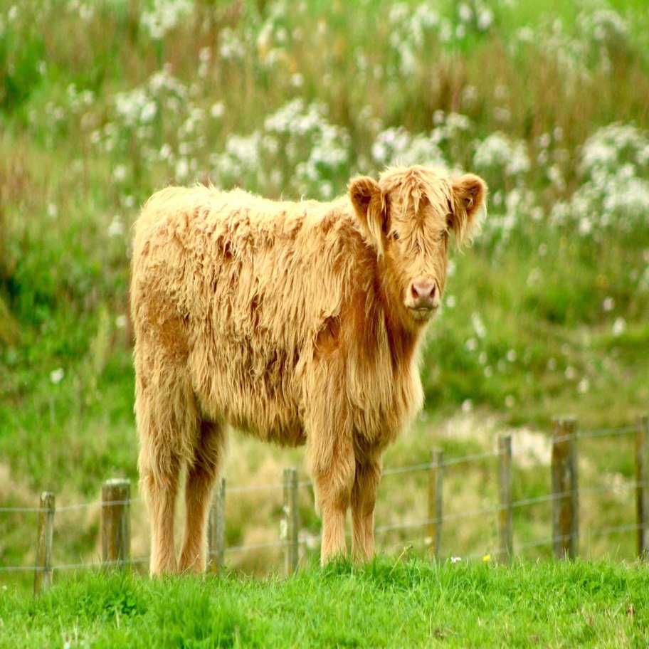 Mini Highpark Heifer for Sale