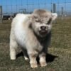 Mini Highland Heifer for Sale Now